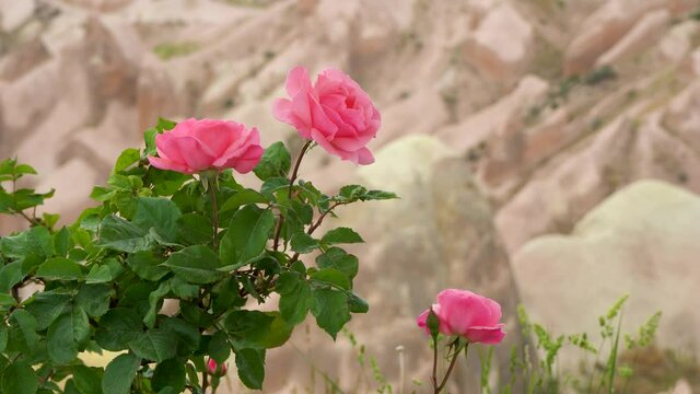 Close-up view 4k video footage of beautiful fresh pink roses growing and blooming outdoors in mountainous landscape of Turkey