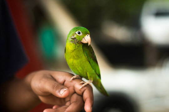 Shallow focus of a green parakeet perching on a male hand against a blurred background