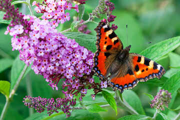 Colorful butterfly on a pink flower