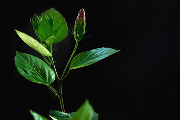 Buds of Hibiscus flowers on a branch with leaves, isolated on black background