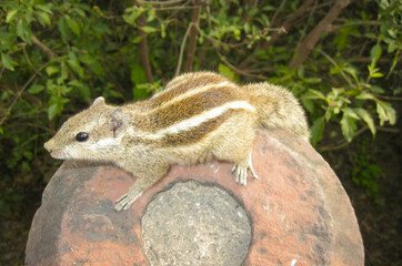 A close-up shot of a squirrel in a garden.