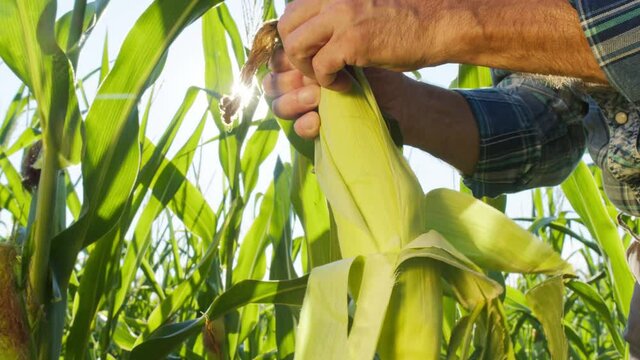 Farmer hands opening ripe corn and checking yellow grains close-up. Experienced agronomist wearing straw hat, looking at corn, working in farmland. Harvest time concept. Happy countryside life.