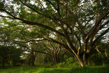 Fototapeta na wymiar Shade of Rain-tree canopy Big tree in the forest