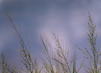 Grass flowers flutter in the wind