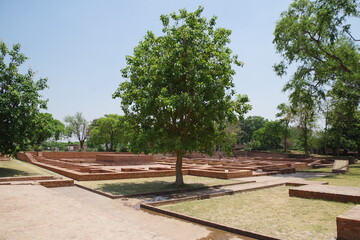 Fototapeta premium 仏教八大聖地 インドのサヘートマヘート