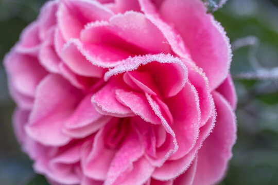 Winter in the garden. Hoarfrost on the petals of a pink rose