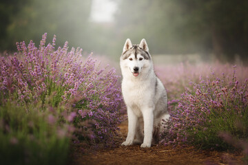 siberian husky dog in sunrise lavender field