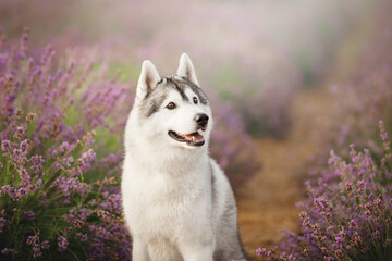 siberian husky dog in sunrise lavender field