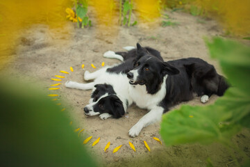 Naklejka na ściany i meble border collie dogs in yellow sunflowers field
