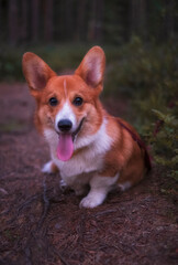 Naklejka na ściany i meble Portrait of a red-haired white welsh corgi pembroke puppy in the forest
