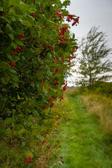 Früchte am Wegesrand