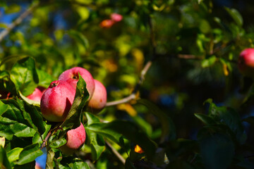 ripe red apples on the branches of trees in green foliage