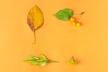 Autumn composition, frame or layout from yellow dry leaves, berries and tansy flower on orange background. Minimal, stylish, creative fall still life. Flat lay, copy space