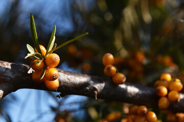 sea buckthorn bright yellow berries on the tree
