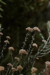 close up of mountain flowers