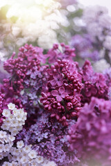 Flieder im Garten. Flieder  in einer glass Vase.