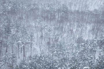 針葉樹と落葉樹が混ざっている冬の森