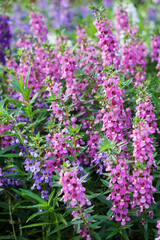 夏の公園に咲くアンゲロニア