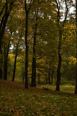 Fototapeta premium autumn in the park