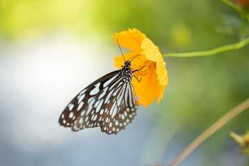 A blue-striped butterfly on a yellow flower eats pollen. Scientific name: Ideopsis vulgaris macrina (Fruhstorfer).