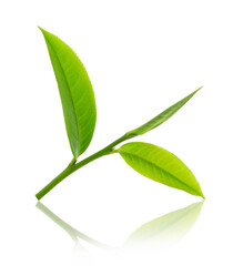 green tea leaf isolated on white