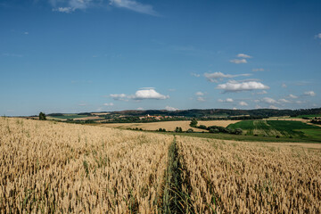 Fototapeta premium Idyllic summer landscape with grain field,meadows and typical Czech small village in background.Gold wheat field panorama,agricultural grain crops in harvest season,agronomy and farming rural scenery