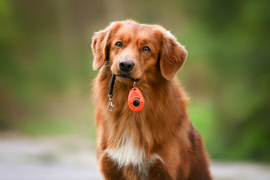 dog holding a clicker in mouth, positive dogs training tool