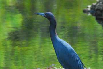 BIRDS- Florida- Close Up of a Beautifully Colorful Little Blue Heron Against Green Water
