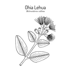 Ohia Lehua metrosideros macropus M. collina , state flower of Hawaii - obrazy, fototapety, plakaty