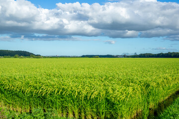 田園風景