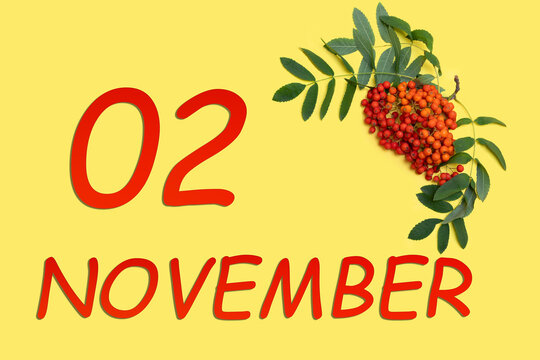 Rowan branch with red and orange berries and green leaves and date of 2 november on a yellow background.