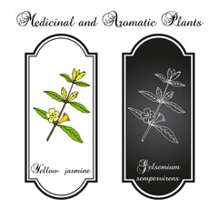Yellow jessamine, Carolina jasmine, evening trumpetflower, woodbine Gelsemium sempervirens , medicinal plant