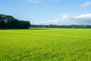 田園風景