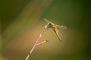 Libellule