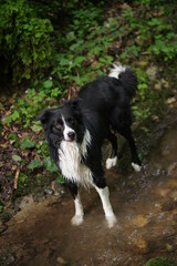 border collie wet