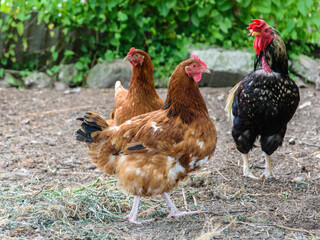 Two brown hens and one black rooster stand on the grass and watch