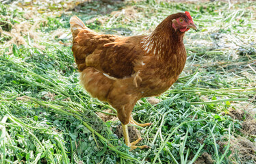 One brown chicken stands on the grass and looks, side view