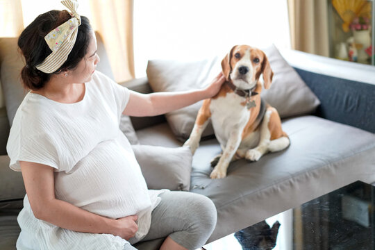 Asian pregnant women hold beagle dog with love at her home.