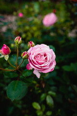 Beautiful fresh light pink rose bushes bloom on a dark background with small rosebuds surrounding it. Top view.