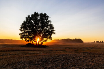 A lone tree stands in the middle of a field at sunset