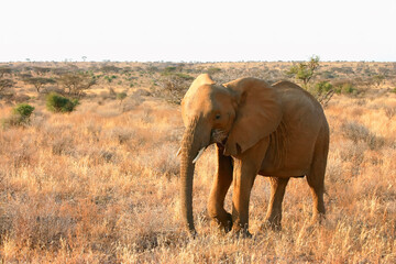 Naklejka na ściany i meble Eléphants d'Afrique Loxodonta africana Samburu Kenya