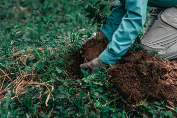 manos de una persona sembrando plantas para reforestar 