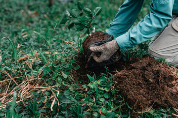 manos de una persona sembrando plantas para reforestar 
