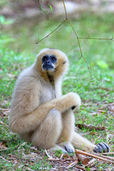 The gibbon sat on the grassy ground, looking up.