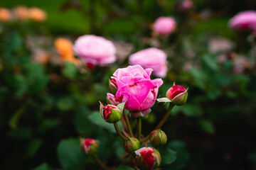 Beautiful fresh light pink rose bushes bloom on a dark background with small rosebuds surrounding it.
