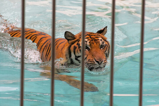 Bengal tiger in zoo cage showing swimming performance