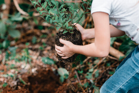 manos de una persona sembrando plantas para reforestar 