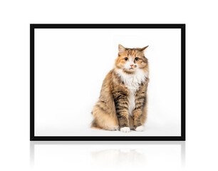 Cat sitting upright inside a picture frame with questioning or annoyed expression while looking at the camera. Cute fluffy orange white female kitty with one ear tilted to the side. Isolated on white.