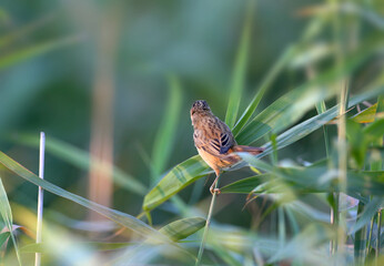 The sedge warbler (Acrocephalus schoenobaenus) is photographed close-up in a reed bed in soft morning light. Bird identification is possible.