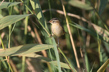 The sedge warbler (Acrocephalus schoenobaenus) is photographed close-up in a reed bed in soft morning light. Bird identification is possible.